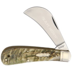 Marbles Hawkbill Rams Horn: BK-MR364